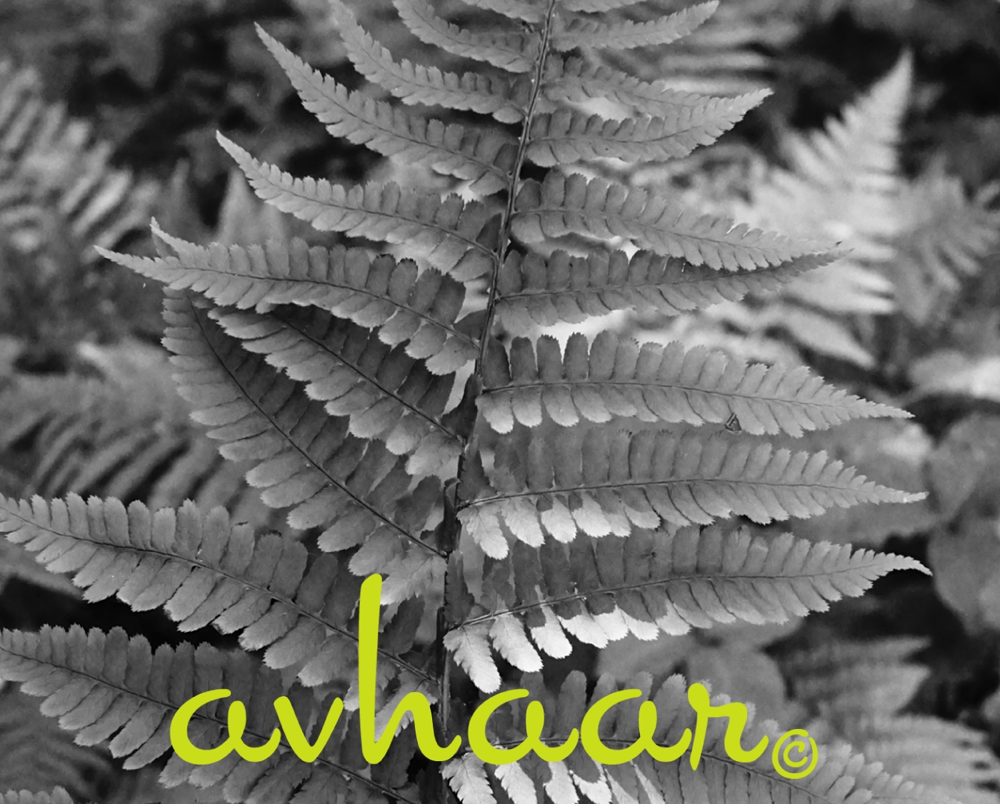 avhaarwws2